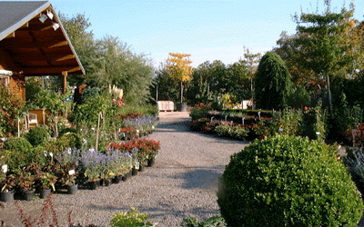 Verkaufsfläche der Baumschule